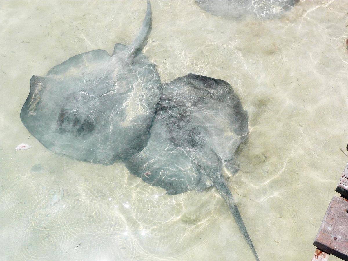Antigua Lodge, 70 M From Sandy Beach エル・コージョ エクステリア 写真